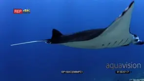 Reef manta ray with damaged wing swims towards and past camera