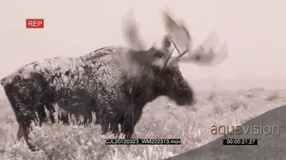 Moose walking on prairie during snowfall and shaking off its body.