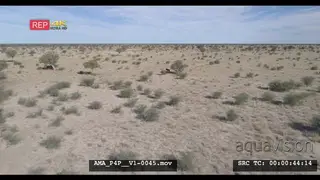 Aerial Drone over bushveld Wildebeest under tree running away