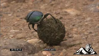 XCU of dung beetle molding dung & rolling it