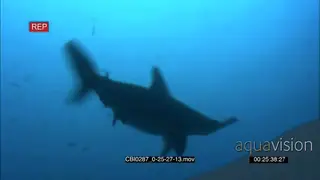 Scalloped Hammerhead Shark steer through the water as it hunts.