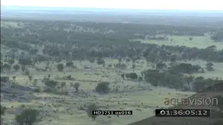 HA Time-lapse of Blue Wildebeest herd migration on the Serengeti