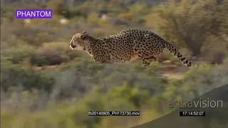 Cheetah running fast through field of tall grass SLOW MOTION
