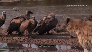 A Flock of White-backed Vultures standing on the Riverbank with a spotted hyena Walking.