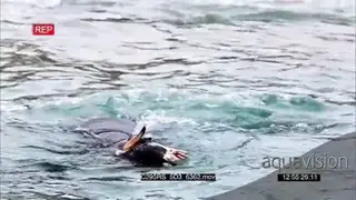 Leopard seal hunting and feeding on Gentoo Penguins in Antarctica