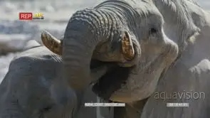 Elephants drinking from waterhole
