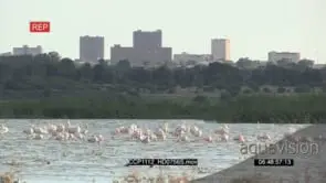 Flock of Flamingos Fishing in the River