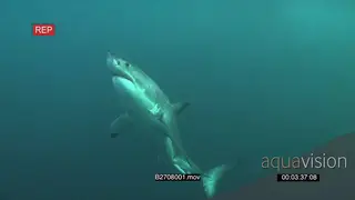 Great white shark gently swimming upwards underwater in ocean passing over camera MLS TU.
