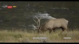 Adult male Elk side view standing, walking and grazing on grass.
