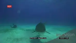 Tiger Shark swimming on the ocean floor UW