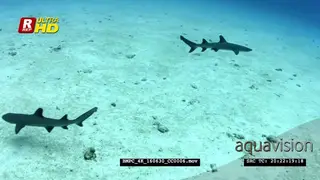 Two whitetip reef sharks gliding through the sea