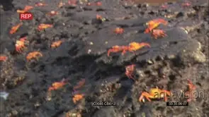 Galapagos penguin standing on rocks close to Red Rock Crabs