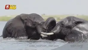 Two adult African Elephant bulls aggressive behaviour display in the Chobe river.