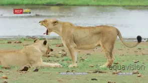 Two lioness rubbing heads affectionately ms