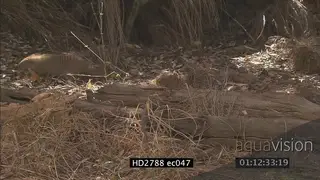 Mozambique Spitting Cobra chasing Banded Mongeese on bushveld and being aggressive LS ZI.