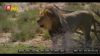 Cautious male lion emerging from behind the tree
