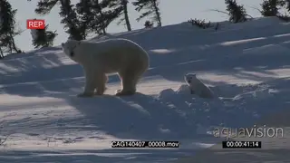 Polar Bear female emerging out of winter den with young cub cautiously scouting around…