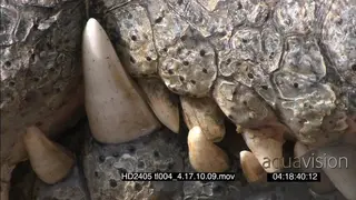 Nile Crocodile laying on the ground, XCU of eyes and teeth