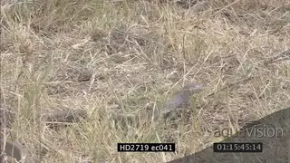 Mozambique Spitting Cobra laying on grass looking around moving and crawling away MS MCU.