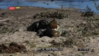Nile Crocodile siting with the Mouth wide open facing the camera