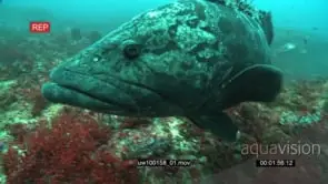 Potato Bass swimming underwater in ocean deep passing by camera MLS TRA