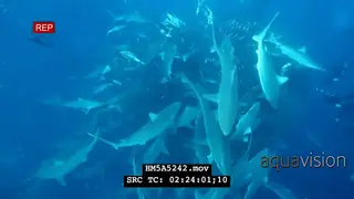 Divers filming Cape Gannet flock with school of Blacktip Sharks swimming and hunting in a.