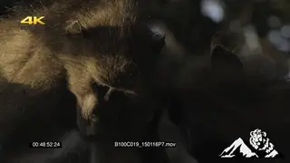 Two chacma baboons grooming MCU LA