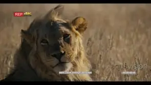 Close up slow motion side view shot of the face of a male lion with its black mane.