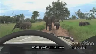POV people inside stationery vehicle looking on as African Elephant herd with juvenile.
