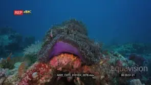 Medium wide shot of a pink anemonefish swimming over an open purple magnificent sea…