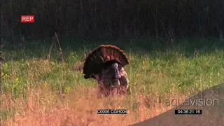 Turkey standing and looking around MWS