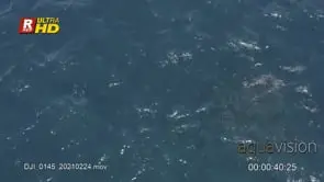 School of Bait ball Sardine fishes swimming, travelling.