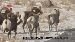 Male bighorn sheep displaying and fighting for mating rights, chase females LS PAN
