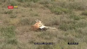 Grant's gazelle female giving birth, calf halfway out