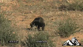 Honey badger walking around and sniffing SCENIC