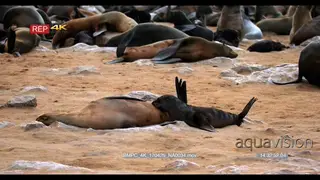 Juvenile cape fur seal suckling on its mom