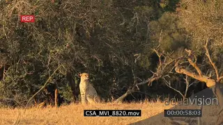 Cheetah sitting facing towards camera looking around hunting and stalking