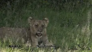 Young Lion cub Laying down Biting on a Stick and Grooming licking paws GREEN