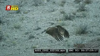 Tawny eagle sitting and flying/flapping wings.
