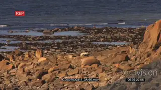 Polar bear scouting around resting on rocky shore ocean in BG