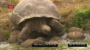 Galapagos Tortoise walking to waterhole and drink