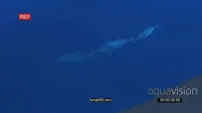 3 Dogtooth Tuna in deep blue ocean ;hunting and following each other GENERAL BEHAVIOUR UW