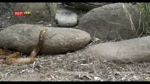 Cape Cobra Stalking and hunting on a foraging mouse and catches the mouse