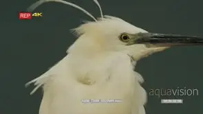 Close up shot of little egret plumes blowing slow motion
