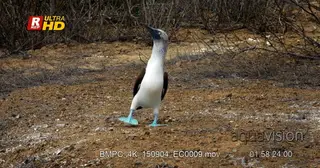Blue footed booby waddles towards the camera.