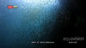 A cloud of Anchovies, Stolephorus indicus swirl in the ocean