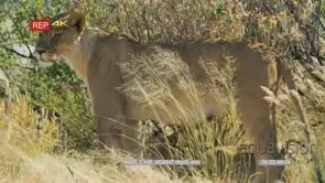 Lioness with 3 lion cubs under a shade of a tree