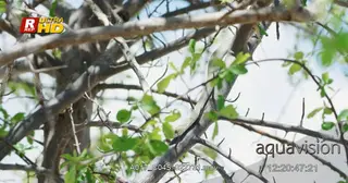 Boomslang slithering across the tree branches.