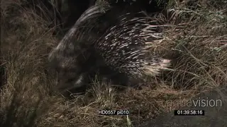 Juvenile Cape Porcupine foraging cautiously walking into burrow at NIGHT