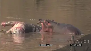 Hippo investigating sniffing hippo carcass yawning Protective behaviour as Nile.